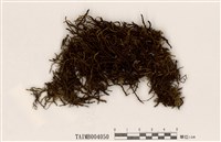 藏品(逆毛苔)的圖片